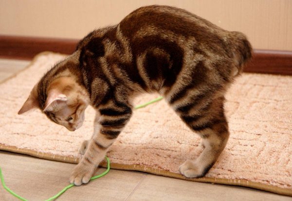 Игривый и любопытный котенок курильского бобтейла