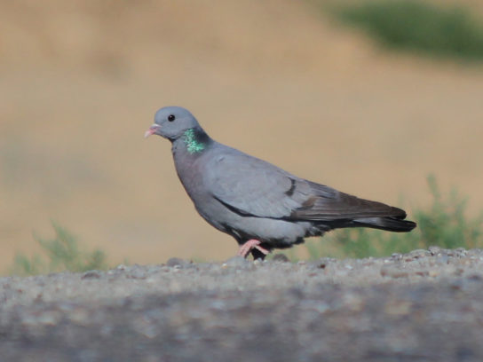 Крымские эндемичные растения и животные