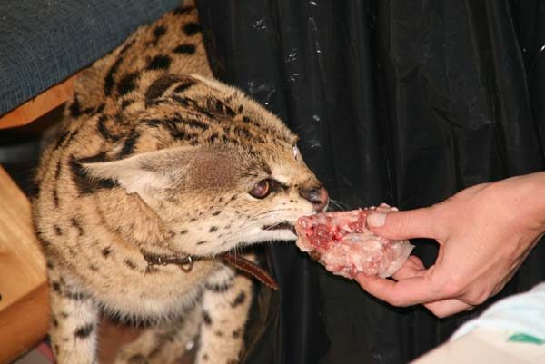 Кошка Саванна ест мясо