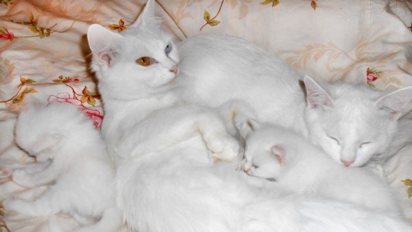 Кот и кошка као мани с котятами