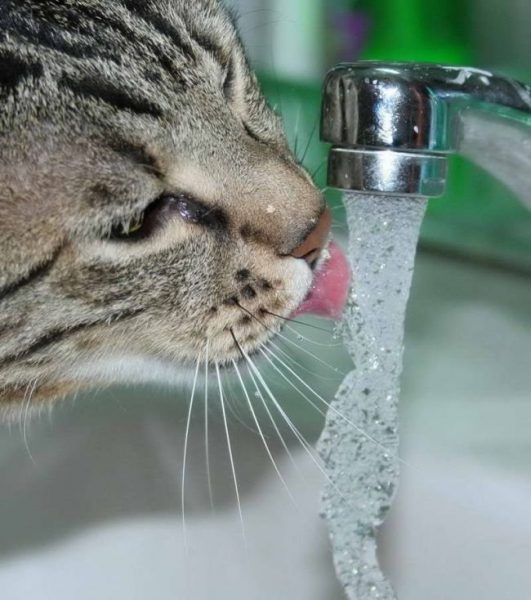 Кот пьёт из-под крана