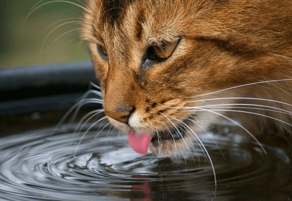 Кот пьет воду