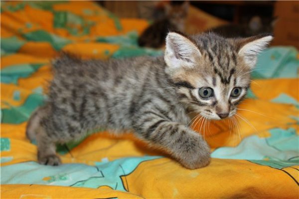 Котенок без хвоста