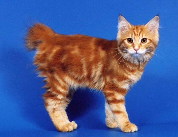 Курбоб котенок