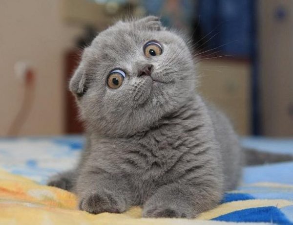 Котёнок породы шотландская вислоухая
