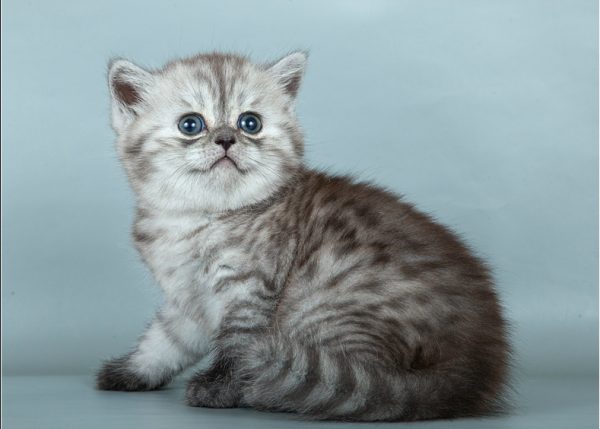 Шотландский прямоухий котенок