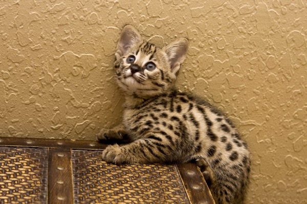 Котенок Саванны