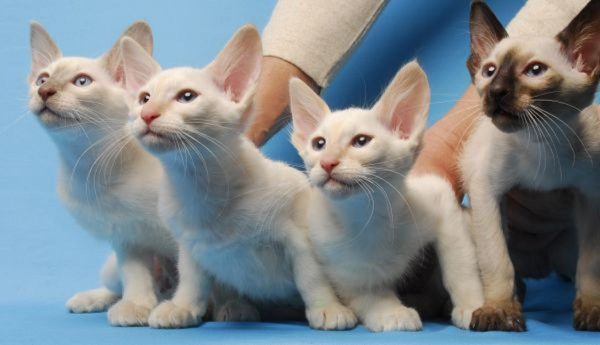 Котята балинезы