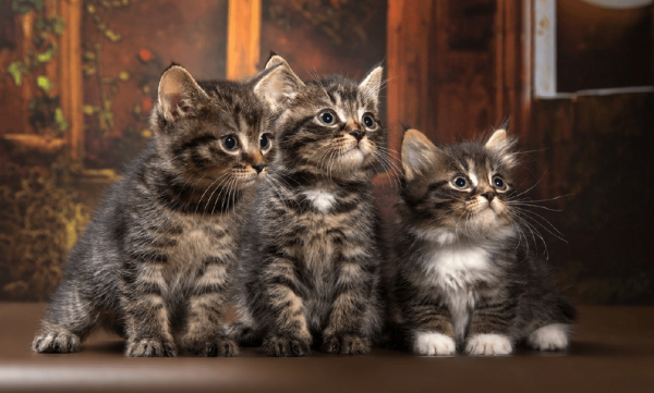 Котята курильского бобтейла