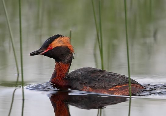 Животные и растения Алтайского края, занесенные в Красную книгу