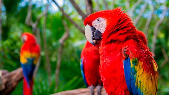 красный ара