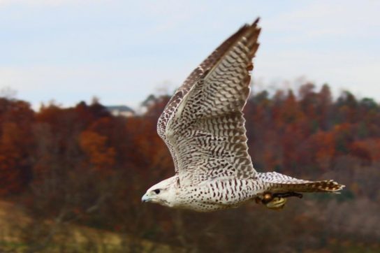 Животные и растения Алтайского края, занесенные в Красную книгу