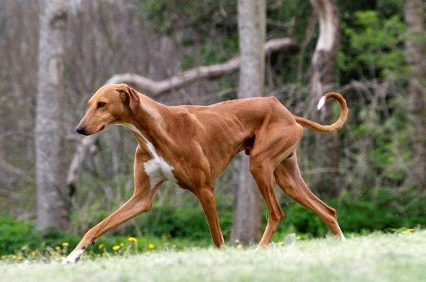 Крупные породы собак. Описания, имена и фотографии собак крупных пород