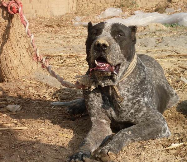 Крупные породы собак. Описания, имена и фотографии собак крупных пород