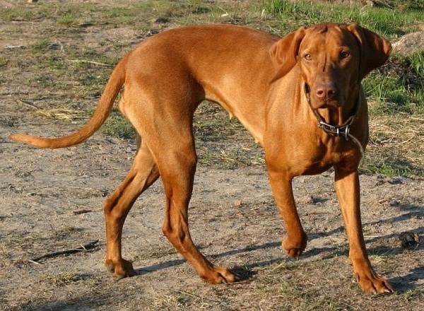 Крупные породы собак. Описания, имена и фотографии собак крупных пород