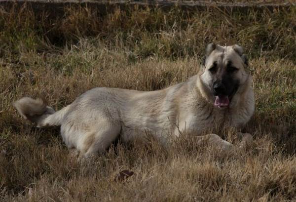 Крупные породы собак. Описания, имена и фотографии собак крупных пород