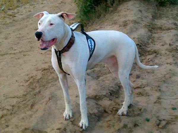 Крупные породы собак. Описания, имена и фотографии собак крупных пород