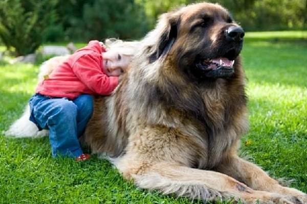 Крупные породы собак. Описания, имена и фотографии собак крупных пород