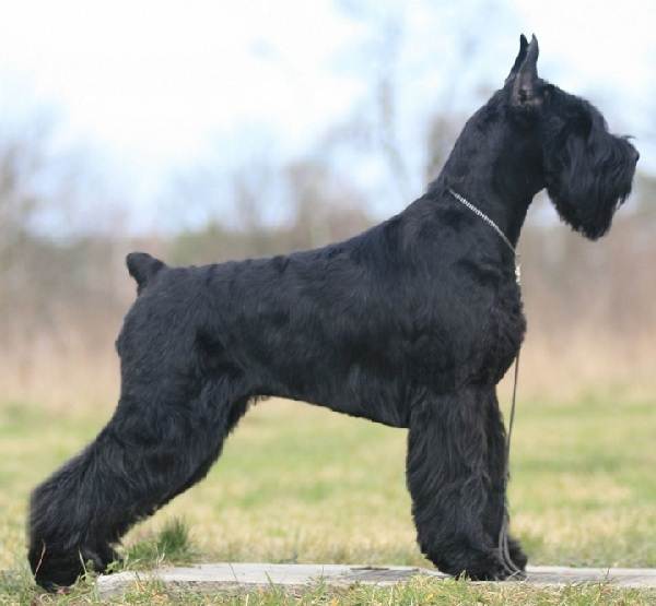 Крупные породы собак. Описания, имена и фотографии собак крупных пород