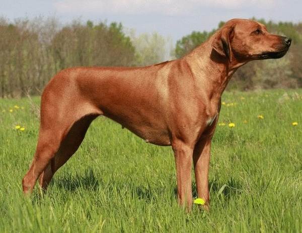 Крупные породы собак. Описания, имена и фотографии собак крупных пород