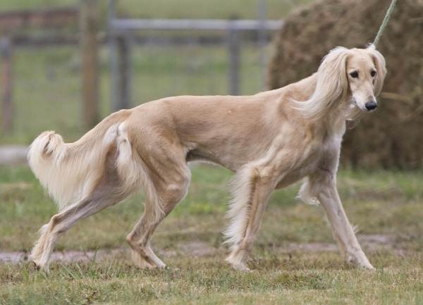 Крупные породы собак. Описания, имена и фотографии собак крупных пород