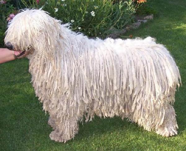 Крупные породы собак. Описания, имена и фотографии собак крупных пород