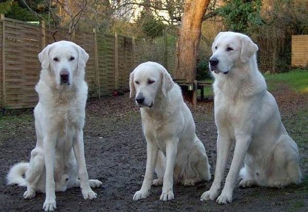 Крупные породы собак. Описания, имена и фотографии собак крупных пород