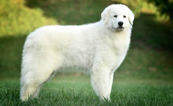 Крупные породы собак. Описания, имена и фотографии собак крупных пород