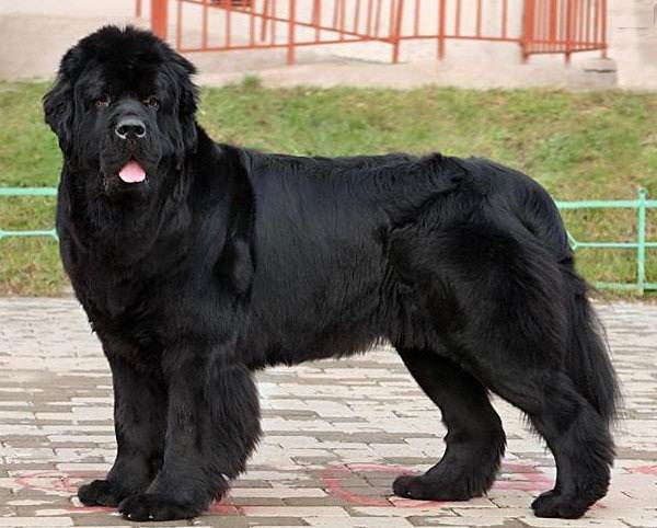 Крупные породы собак. Описания, имена и фотографии собак крупных пород