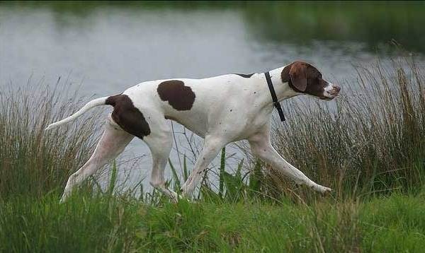 Крупные породы собак. Описания, имена и фотографии собак крупных пород