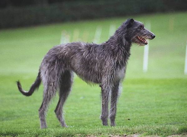 Крупные породы собак. Описания, имена и фотографии собак крупных пород