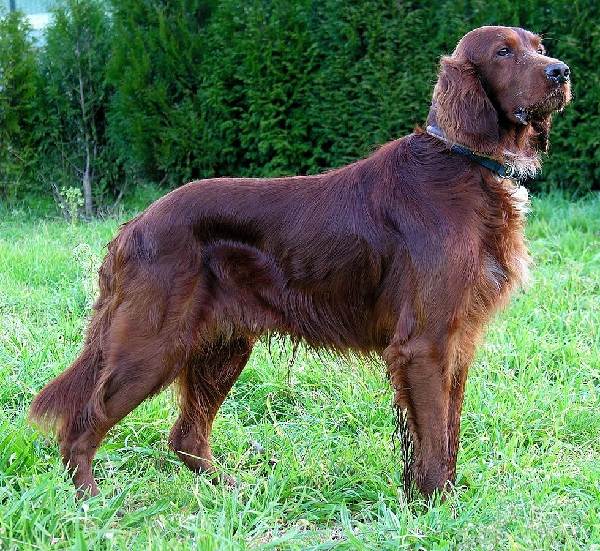 Крупные породы собак. Описания, имена и фотографии собак крупных пород