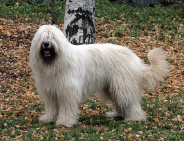 Крупные породы собак. Описания, имена и фотографии собак крупных пород