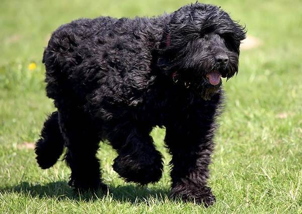 Крупные породы собак. Описания, имена и фотографии собак крупных пород