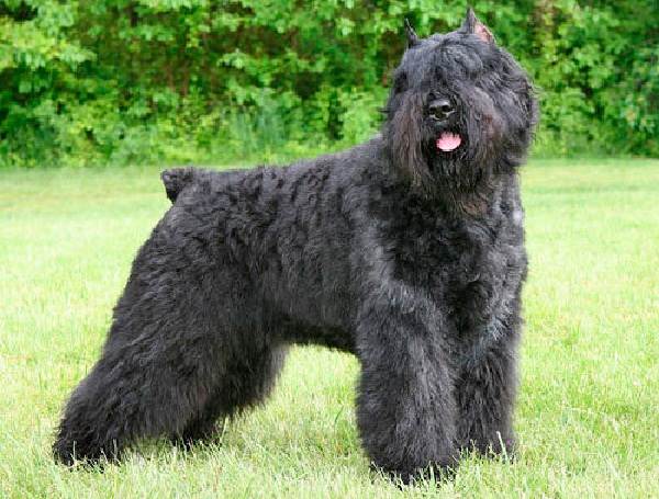 Крупные породы собак. Описания, имена и фотографии собак крупных пород