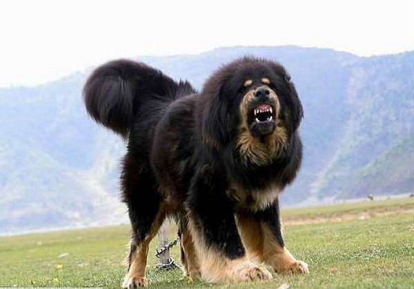 Крупные породы собак. Описания, имена и фотографии собак крупных пород