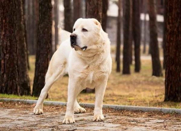 Крупные породы собак. Описания, имена и фотографии собак крупных пород