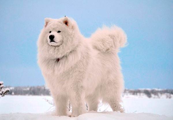 Крупные породы собак. Описания, имена и фотографии собак крупных пород