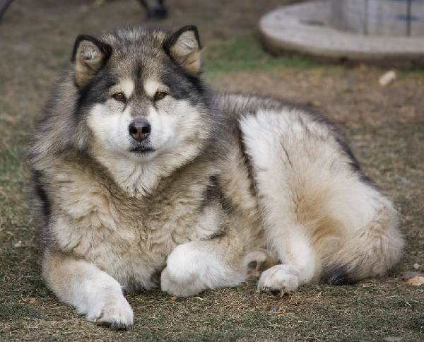 Крупные породы собак. Описания, имена и фотографии собак крупных пород