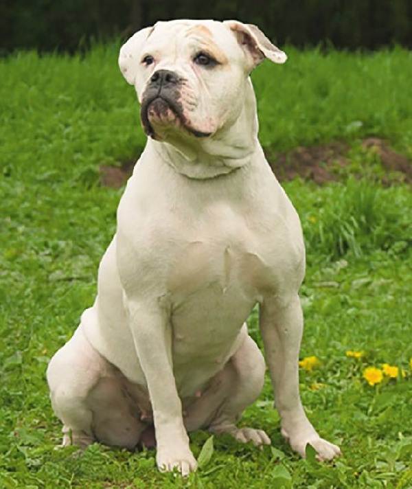 Крупные породы собак. Описания, имена и фотографии собак крупных пород