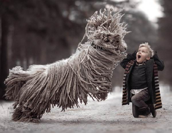 Большие-породы-собак-Описания-названия-и-изображения-собак-крупных-пород-59