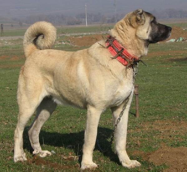 Крупные породы собак. Описания, имена и фотографии собак крупных пород