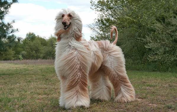 Крупные породы собак. Описания, имена и фотографии собак крупных пород