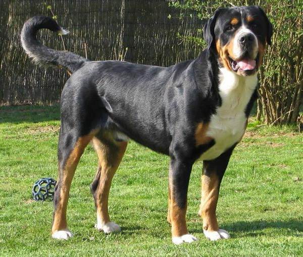 Крупные породы собак. Описания, имена и фотографии собак крупных пород