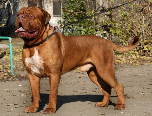 Крупные породы собак. Описания, имена и фотографии собак крупных пород