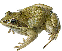 образ озерной лягушки