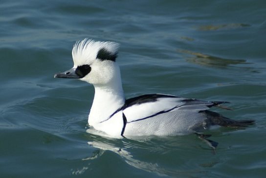 Животные и растения Алтайского края, занесенные в Красную книгу
