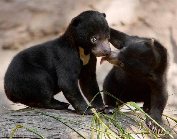 Малайский-медведь-Образ-жизни-и-среда-обитания-малайского-медведя-5