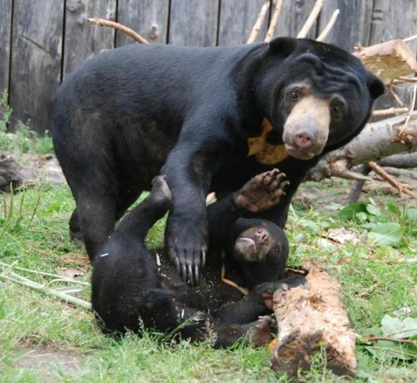 Малайский-медведь-Образ-жизни-и-среда-обитания-малайского-медведя-6