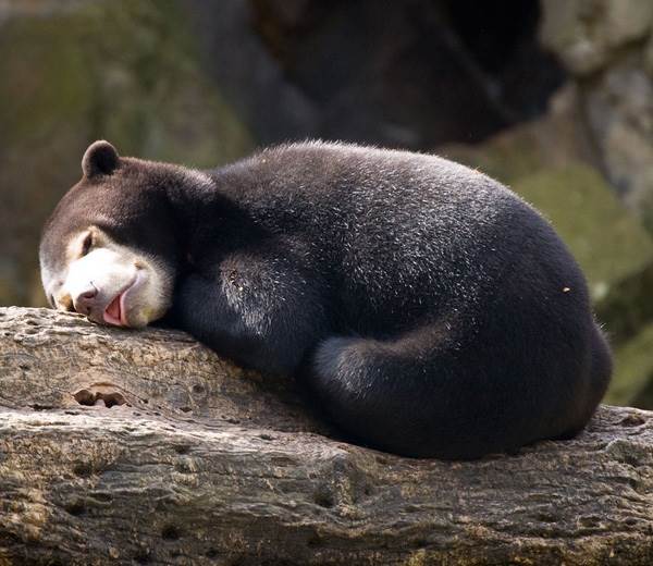 Малайский-медведь-Образ-жизни-и-среда-обитания-малайского-медведя-7